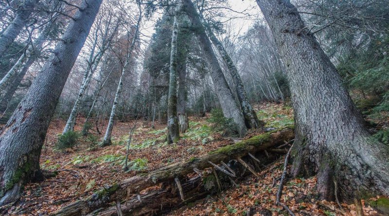 12. deadwood is another crucial forest element.jpg