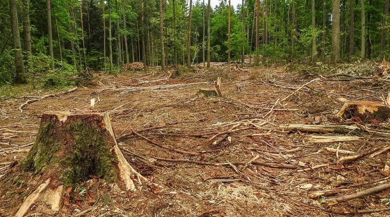 Radosław_Ślusarczyk_Bialowieza_DSCN3461 (Unicode Encoding Conflict).JPG