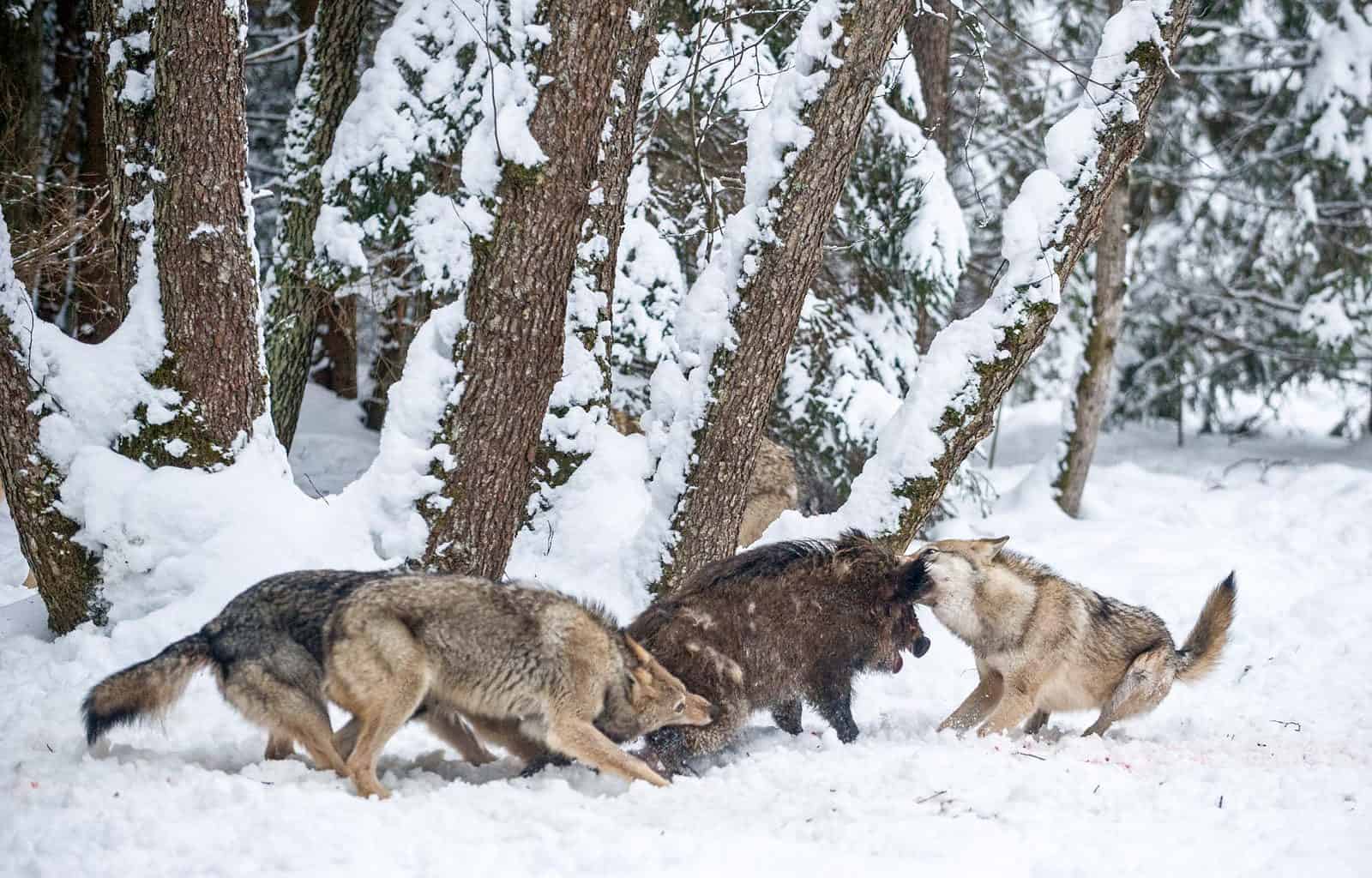 Grauwîlfe beim Jagenc Wild Wonders of Europe_Sergey Gorshkov_WWF.jpg