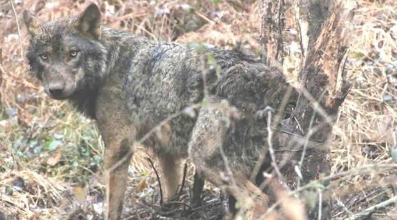 Wolf hunting Spain-14498.jpg