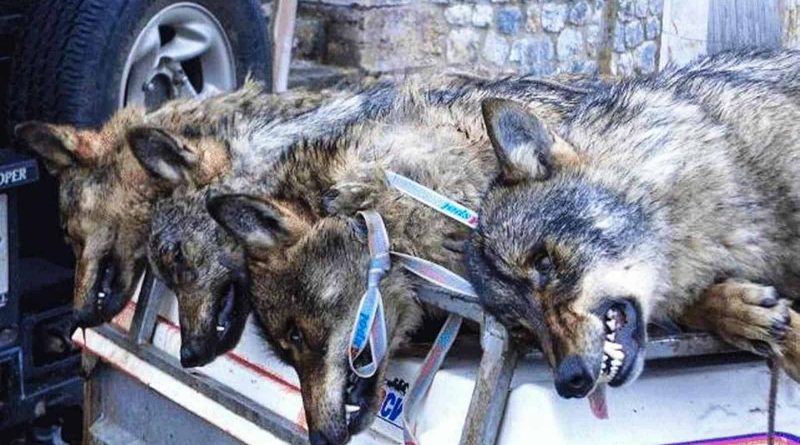 Wolf hunting Spain-14499.jpg