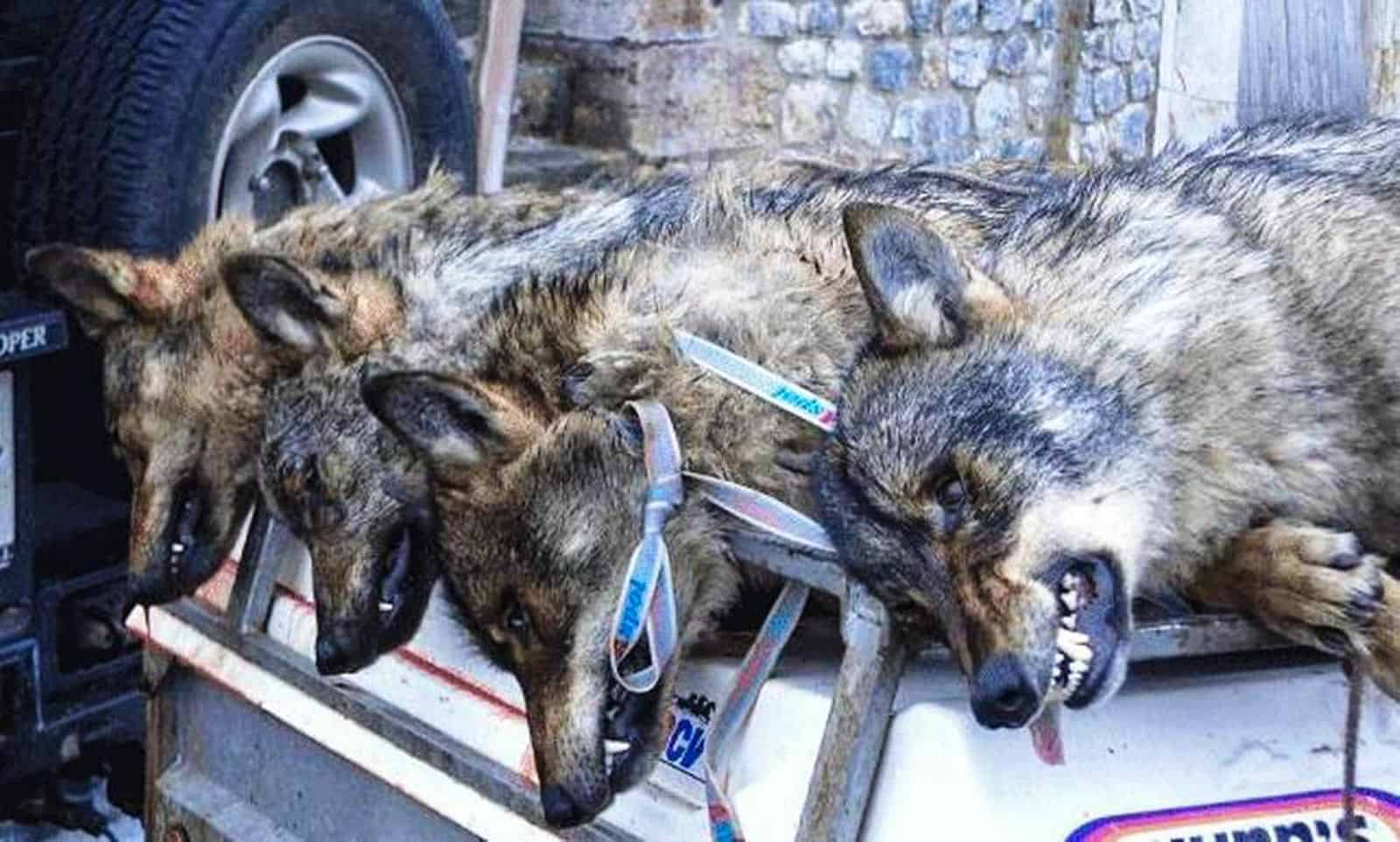 Wolf hunting Spain-14499.jpg