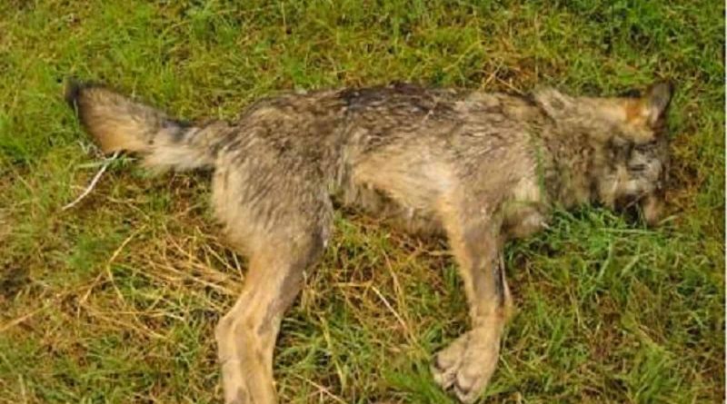 Wolf hunting Spain-14504.jpg