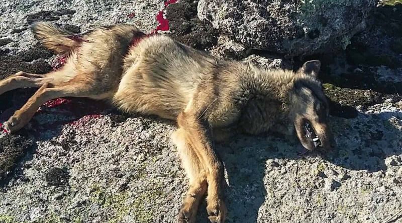 Wolf hunting Spain-14516.jpg