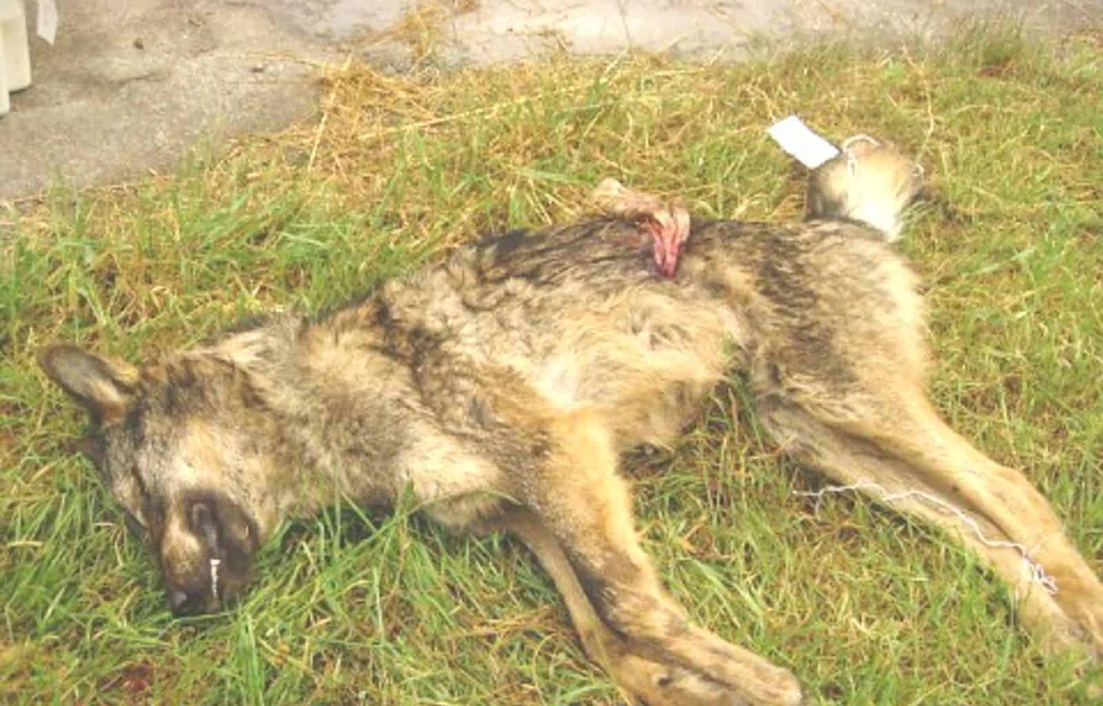Wolf hunting Spain-14522.jpg