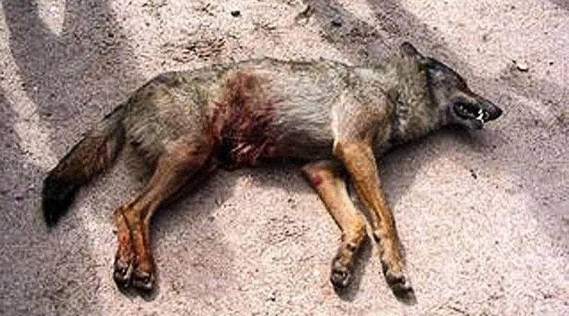 Wolf hunting Spain-14526.jpg