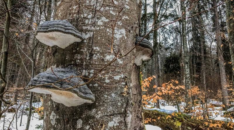 Bavarian National Park Sumava - 0576.jpg