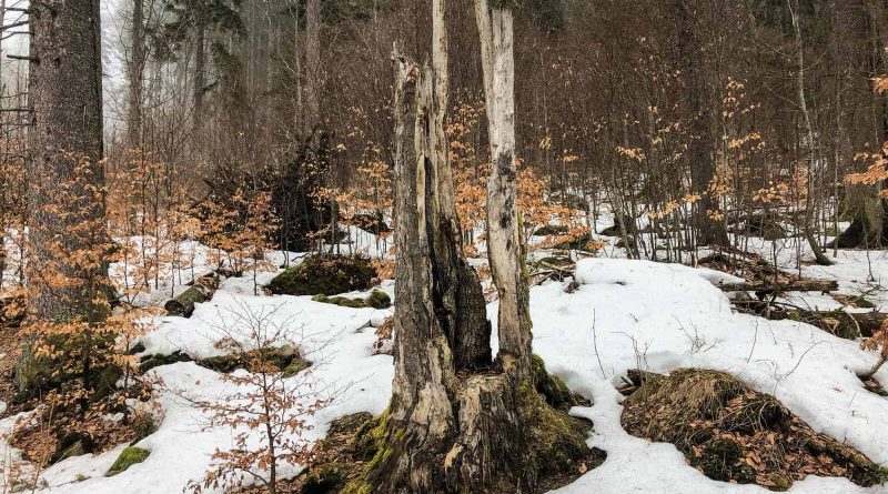 Bavarian National Park Sumava - 0582.jpg