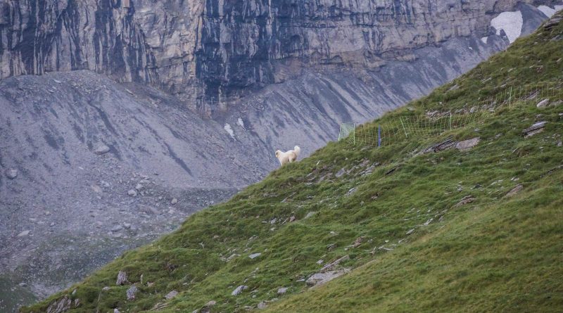 Herd Management CH © CH WOLF -15067.JPG