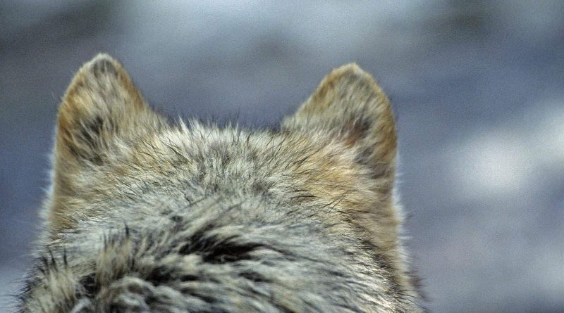 Calanda Wolf Documentary ©  Peter A Dettling-15358.jpg