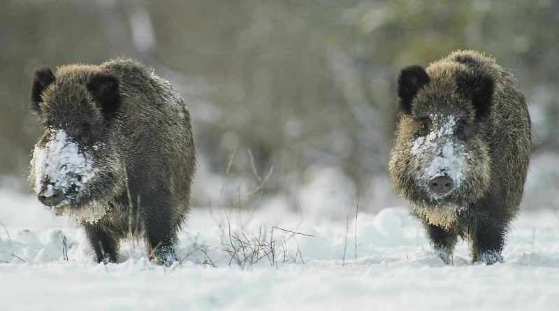 Teiču Wilderness C. Bergmanis 00098-2.jpg