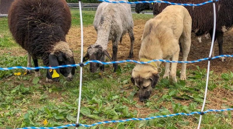 Herdenschutz in Tirol-15494.jpg