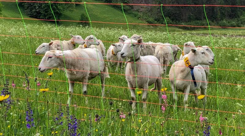 Herdenschutz in Tirol-15510.jpg