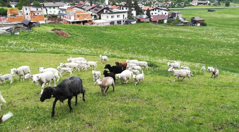 Herdenschutz in Tirol-15524.jpg