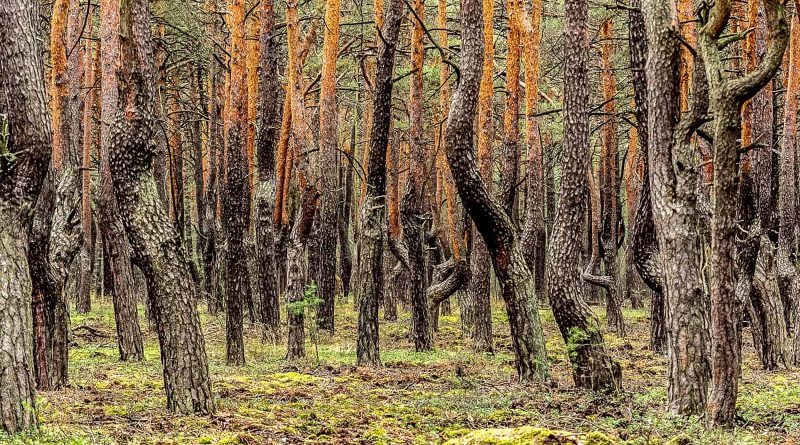 Koenigsbruecker Heide _ 16935.jpg