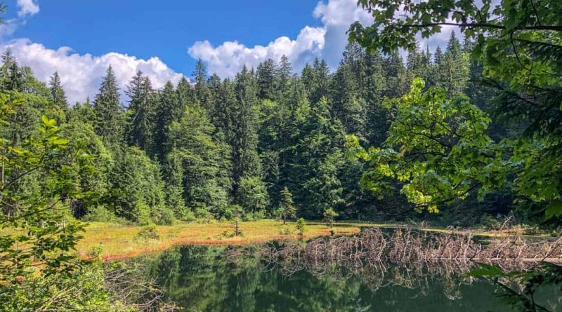 WILDArt NPP Synevyr Ukraine - © All rights reserved