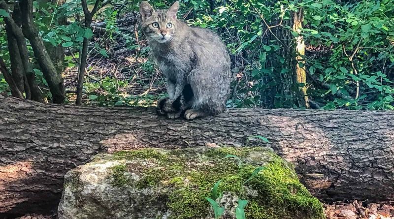 Transparc Net Meeting Thayatal-15704.JPG