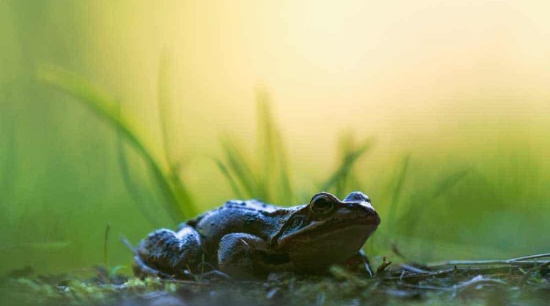 WILDArt Ukraine Daniela Mirkea