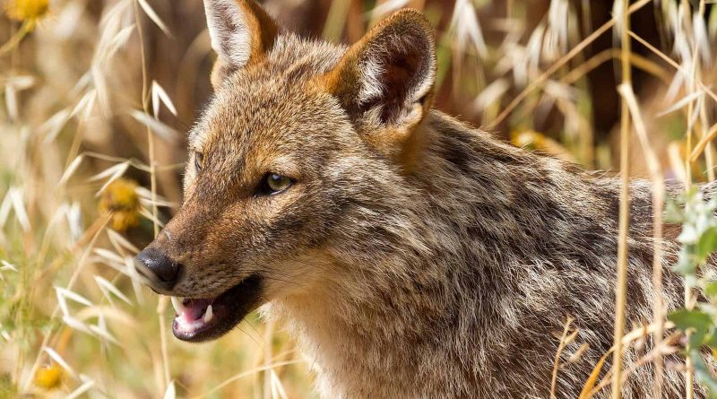 EWS Halloween-21756.jpg