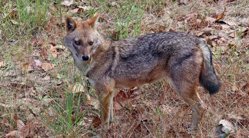 Golden_jackal_(Canis_aureus_indicus)_male.jpg