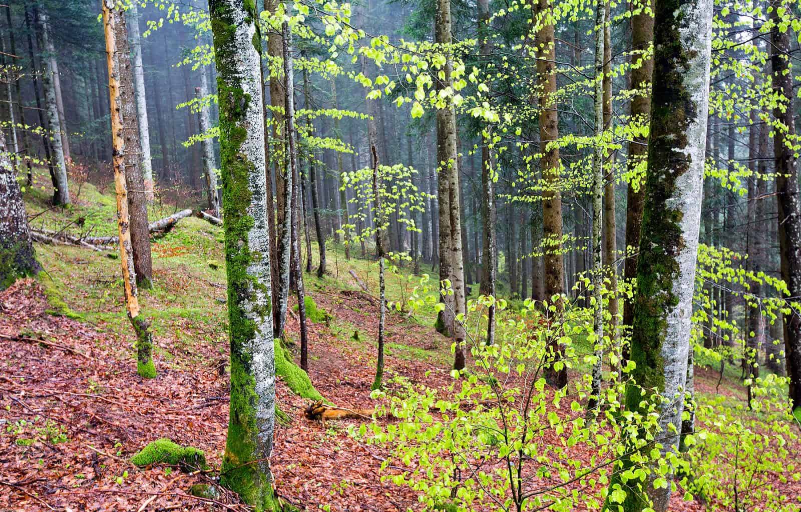 Calanda Wolf Documentary ©  Peter A Dettling-15373.jpg - © European Wilderness Society CC BY-NC-ND 4.0