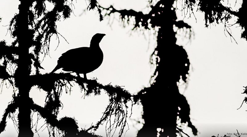 Capercailly 0843.png