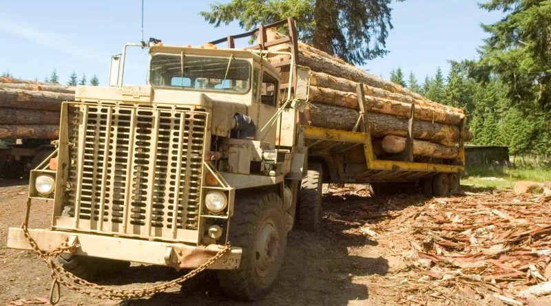Deforestation Romania Hannes Knapp 0115.jpg
