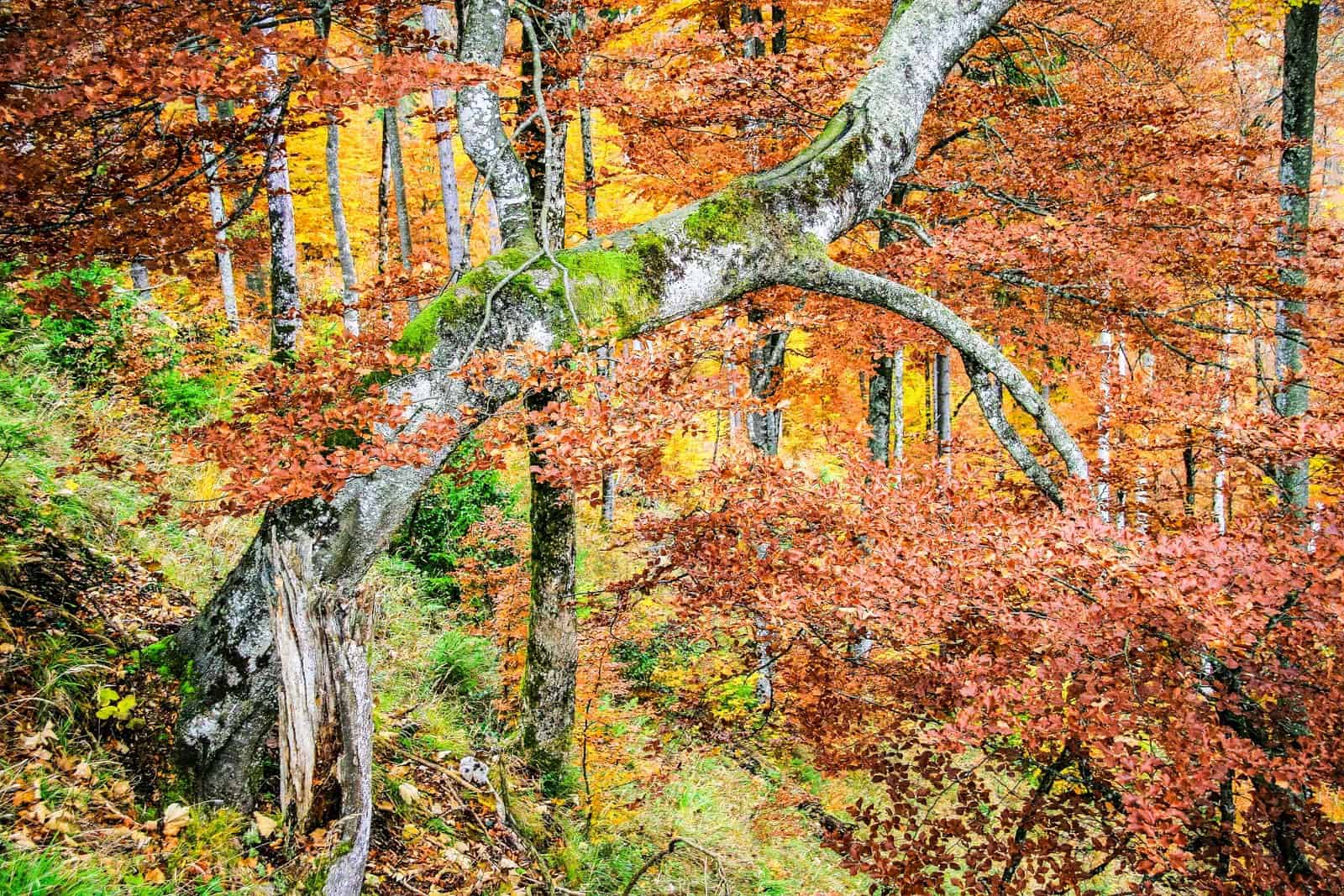 Buchenwald 1_korr.jpg