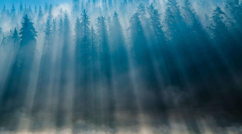 National Park Pirin - Forest- Alexander Ivanov.jpg