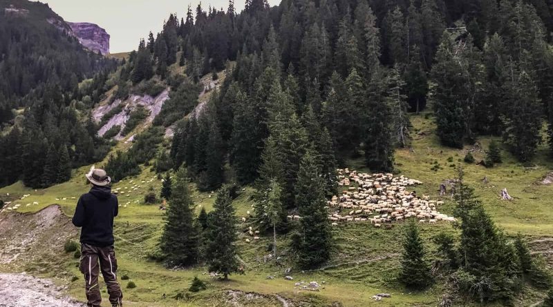 Livestock Protection - 7605.JPG