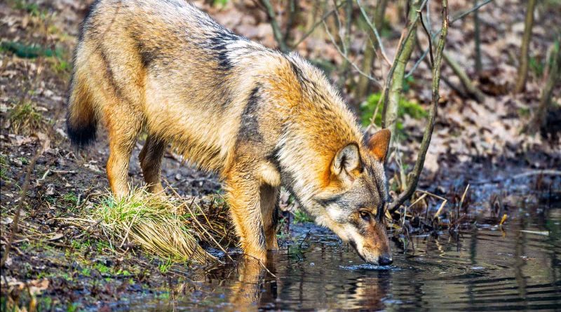 Grauwolf beim TrinkencH. Glader_4nature.jpg