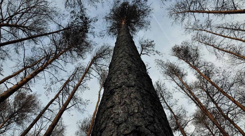 Forest Fire Treuebrietzen Brandenburg-22439.JPG