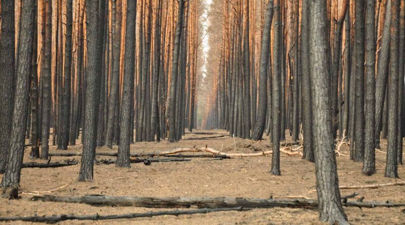 Forest Fire Treuebrietzen Brandenburg-22452.JPG