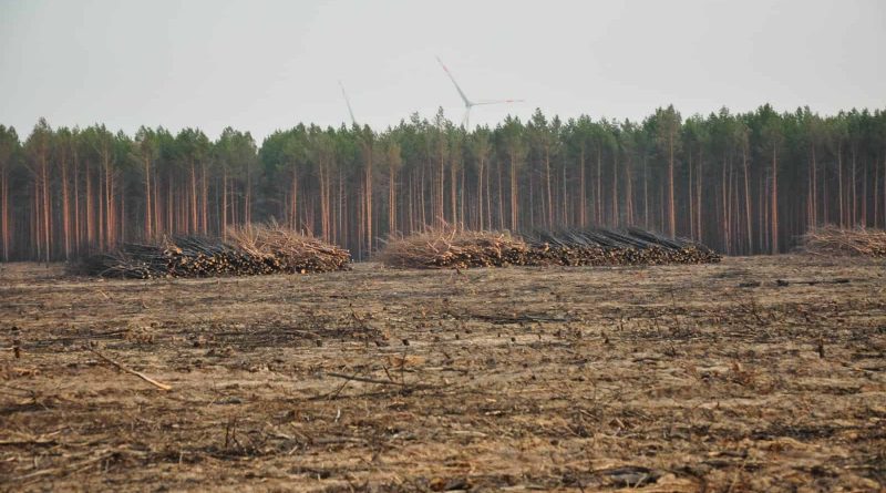 Forest Fire Treuebrietzen Brandenburg-22477.JPG