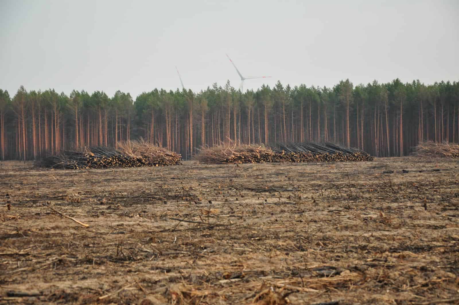 Call for a radical change to stop deforestation once and for all