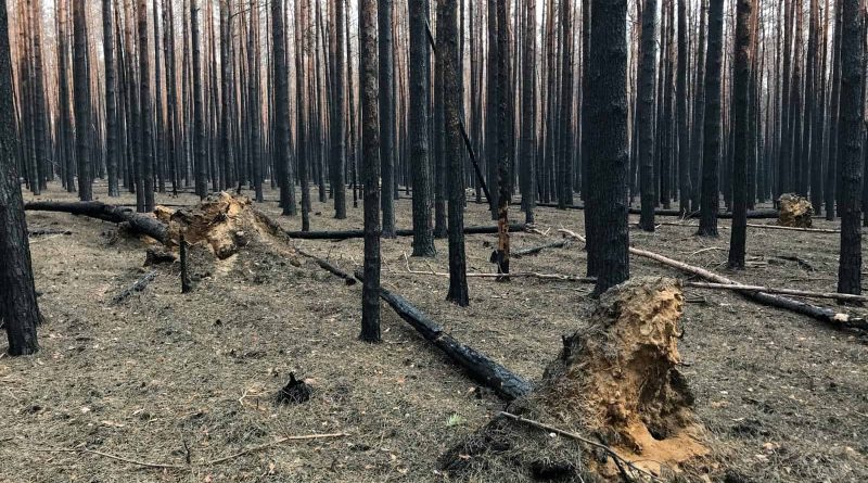 Forest Fire Treuebrietzen Brandenburg-22550.JPG