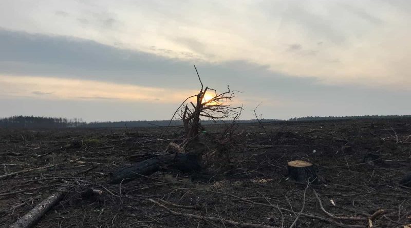 Forest Fire Treuebrietzen Brandenburg-22591.JPG