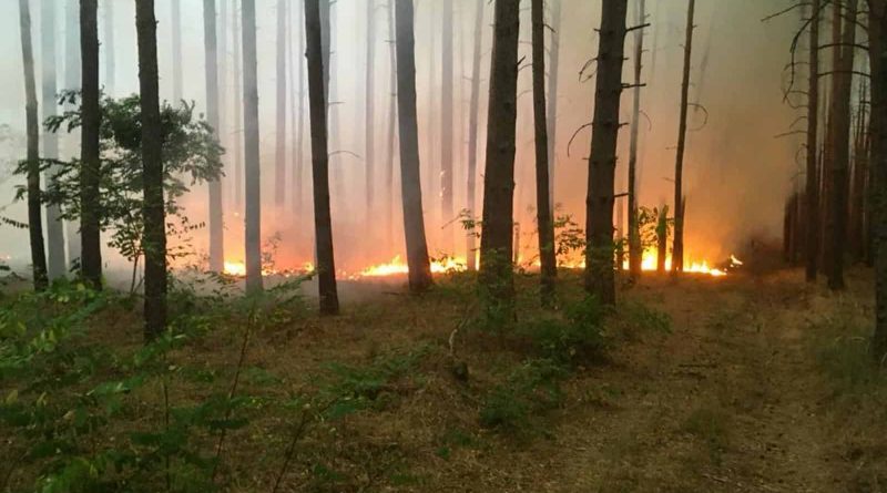 Forest Fire Treuebrietzen Brandenburg-22601.jpg
