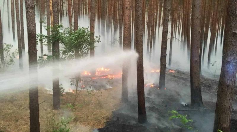 Forest Fire Treuebrietzen Brandenburg-22603.jpg