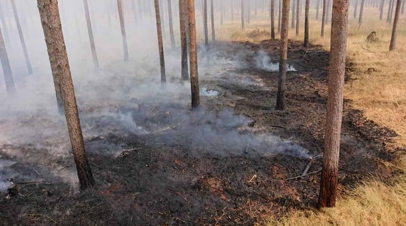 Forest Fire Treuebrietzen Brandenburg-22605.jpg