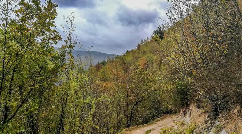 Italian Forest Fund-22607.jpg