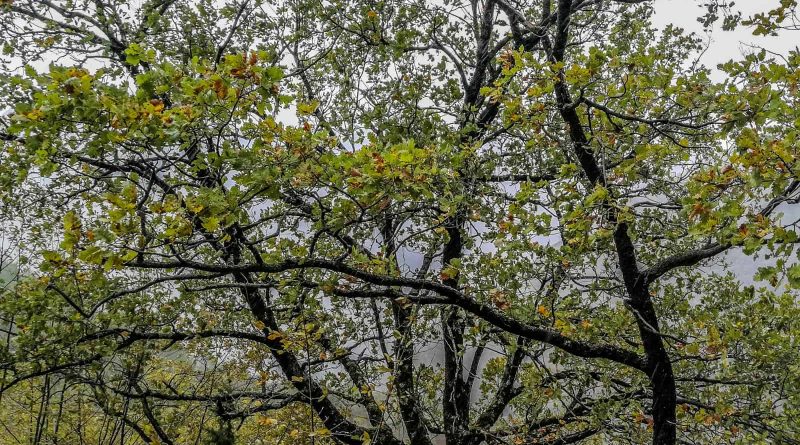 Italian Forest Fund-22608.jpg