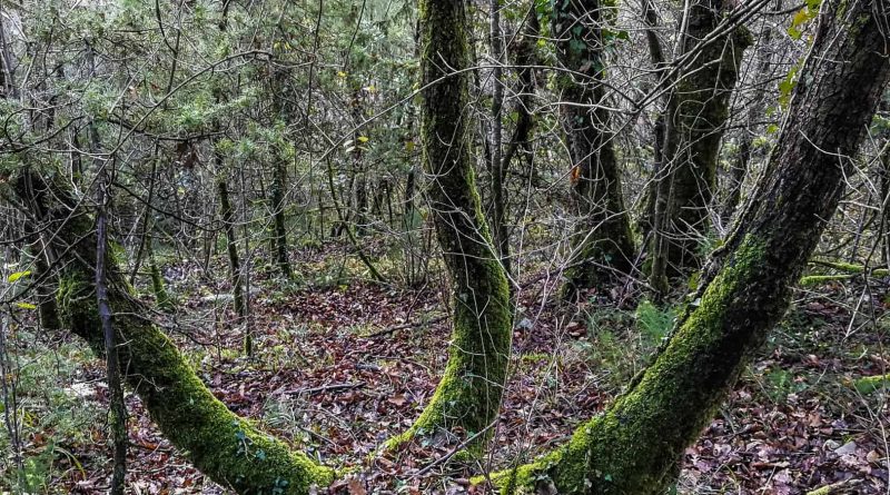 Italian Forest Fund-22613.jpg