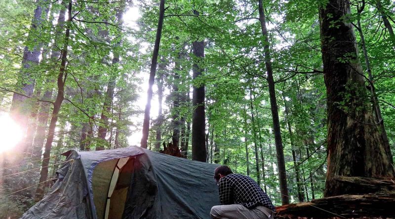 WILDArt Synevyr - 20694.jpg