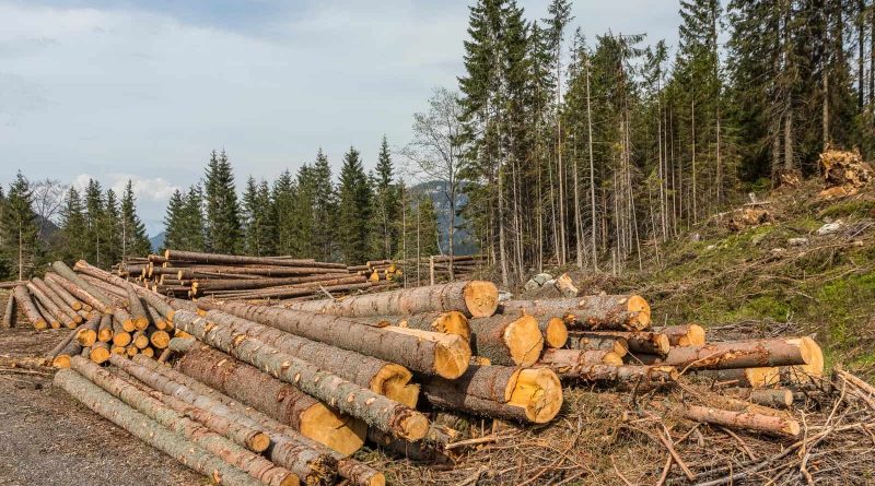 Logging in Slovakian protected areas-22725.jpg