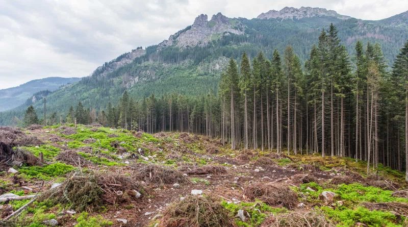 Logging in Slovakian protected areas-22729.jpg