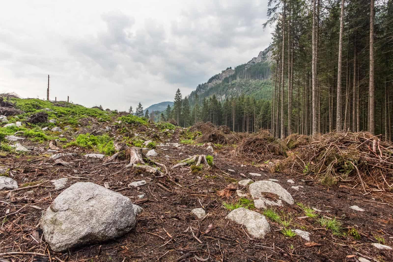 Logging in Slovakian protected areas-22730.jpg - European Wilderness Society  - CC NonCommercial-NoDerivates 4.0 International