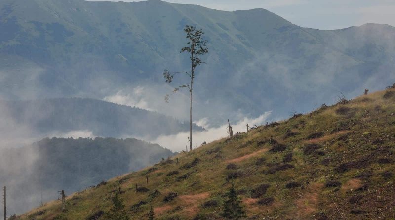 Logging in Slovakian protected areas-22733.jpg