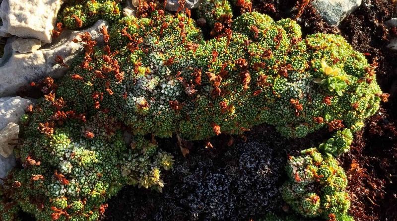 Majella Wilderness Audit 2018-21495.jpg