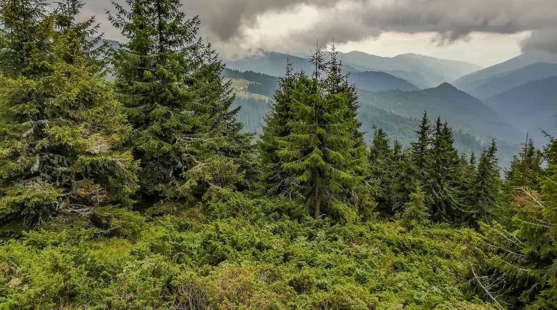 Maramarosh Wilderness Carpathian Biosphere Reserve-19800.jpg